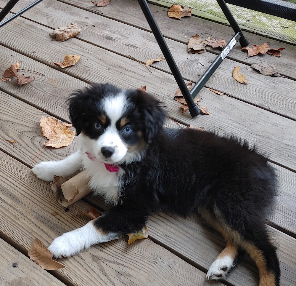 Pender Veterinary Centre – Manassas