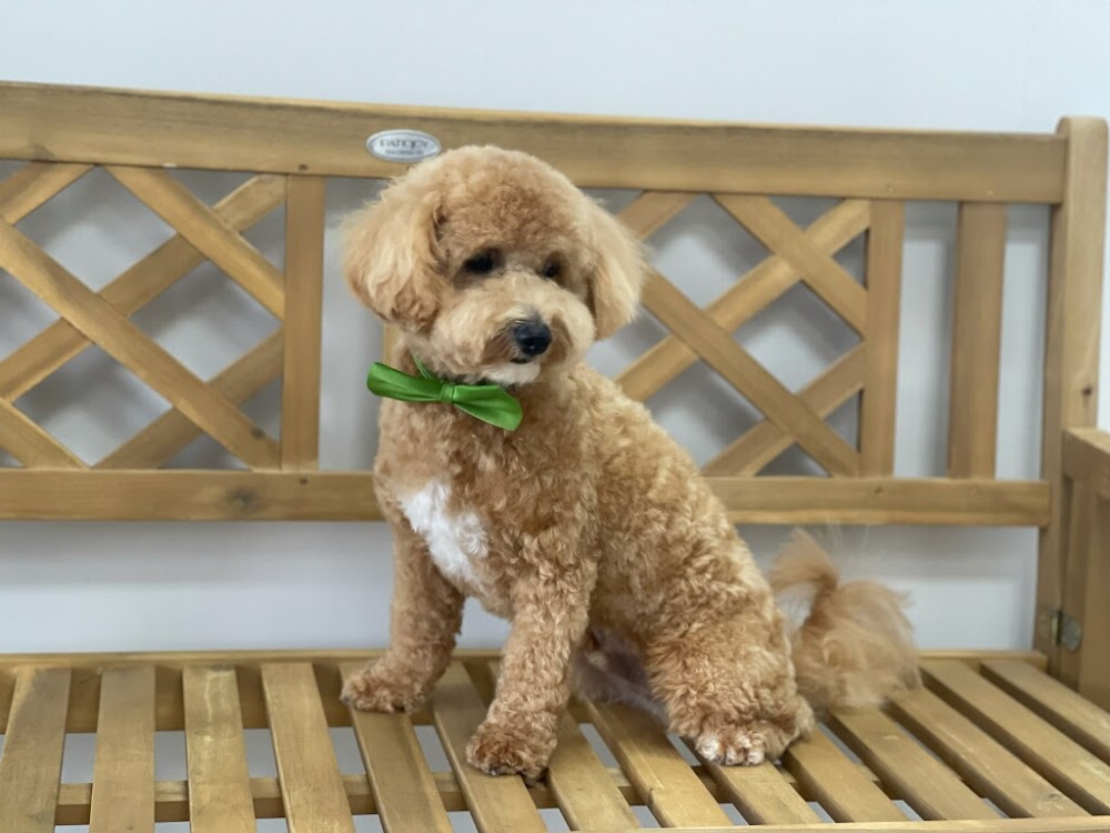 Yeppi Pet Grooming